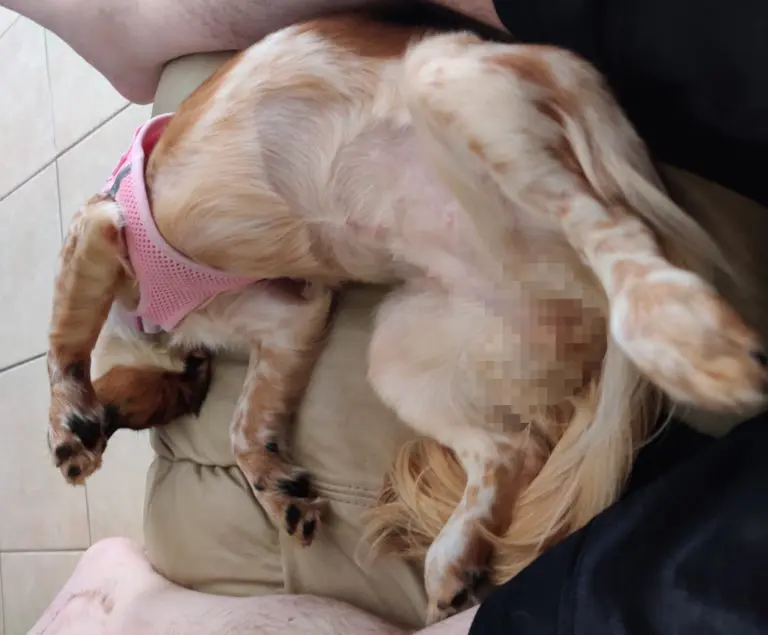 Kira The Dog upside down with head over footrest