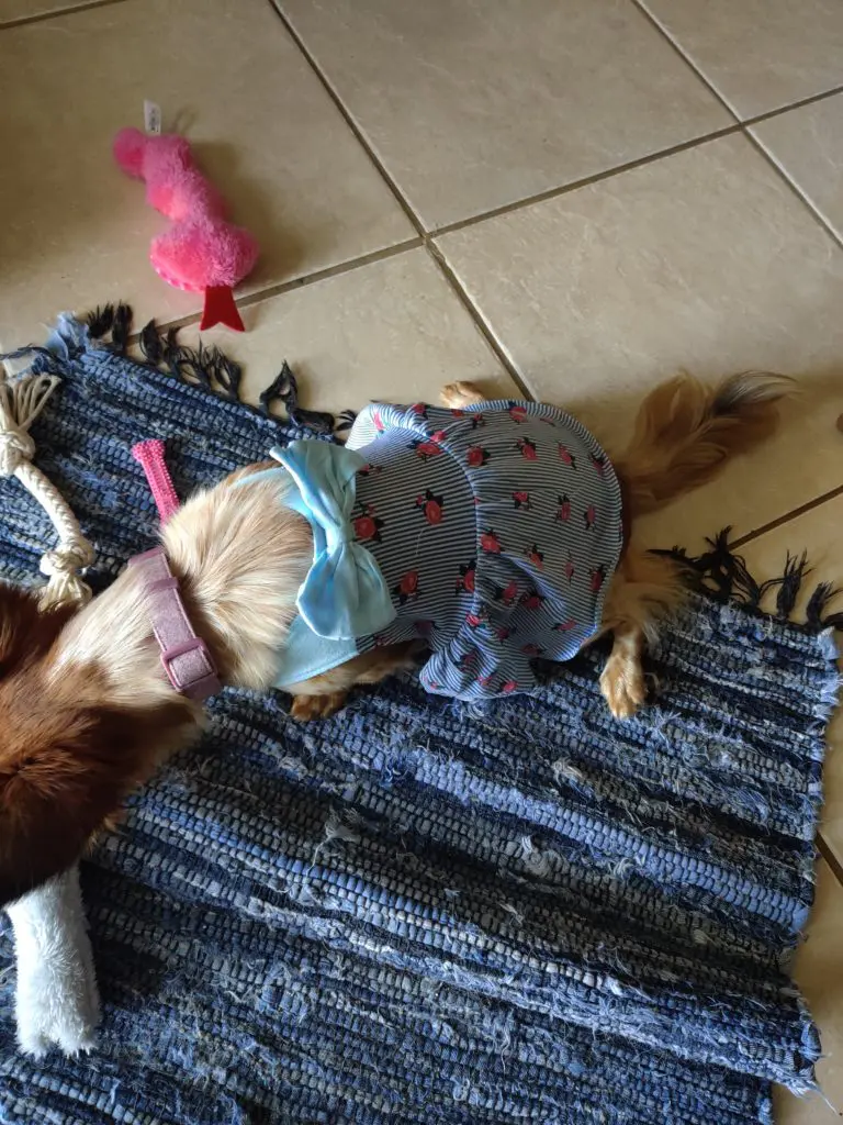 Kira The Dog sitting on blue carpet, surrounded by toys, and looking down