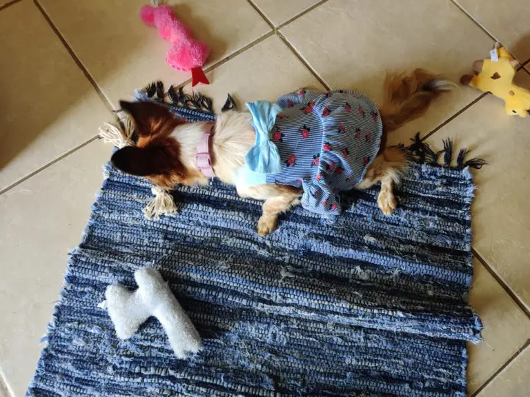 Kira The Dog sitting on blue carpet, surrounded by toys, and playing with rope toy