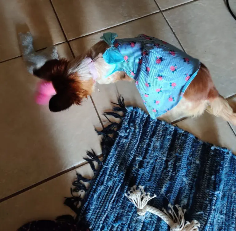 Kira The Dog sitting on blue carpet, surrounded by toys, and playing with pink snake