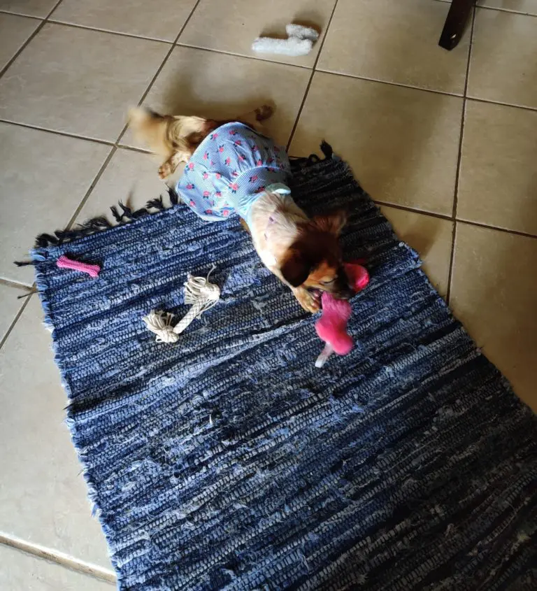 Kira The Dog sitting on blue carpet, surrounded by toys, and playing with pink snake