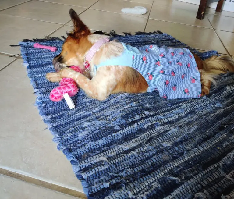 Kira The Dog sitting on blue carpet, surrounded by toys, and chewing on pink snake