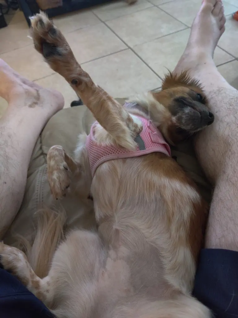 Kira The Dog upside down with left paw stretched out