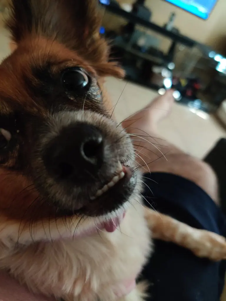 Kira The Dog looking into camera with lip caught on canine a.k.a her teef look