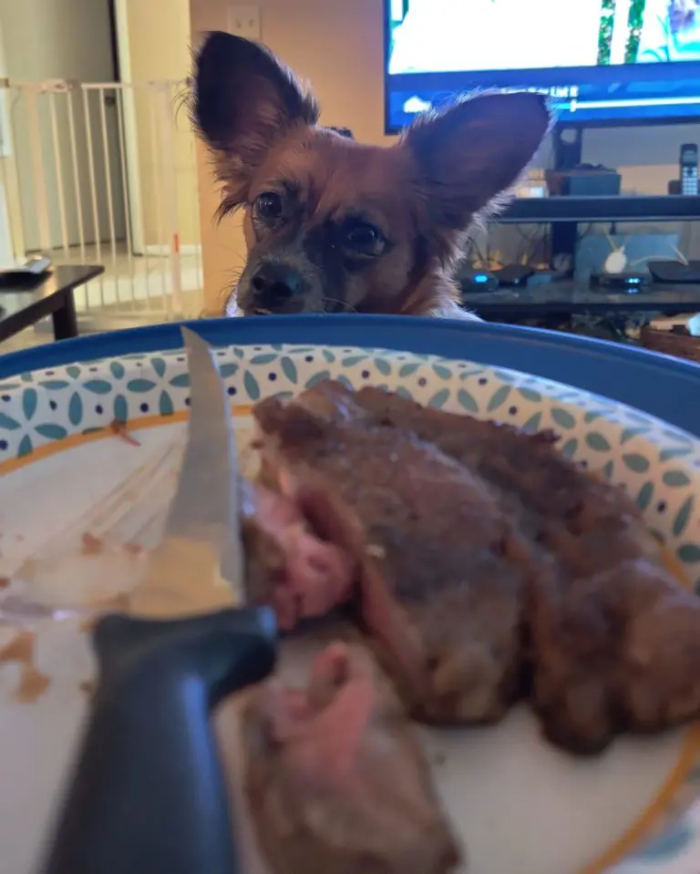 Kira The Dog peering over plate of food