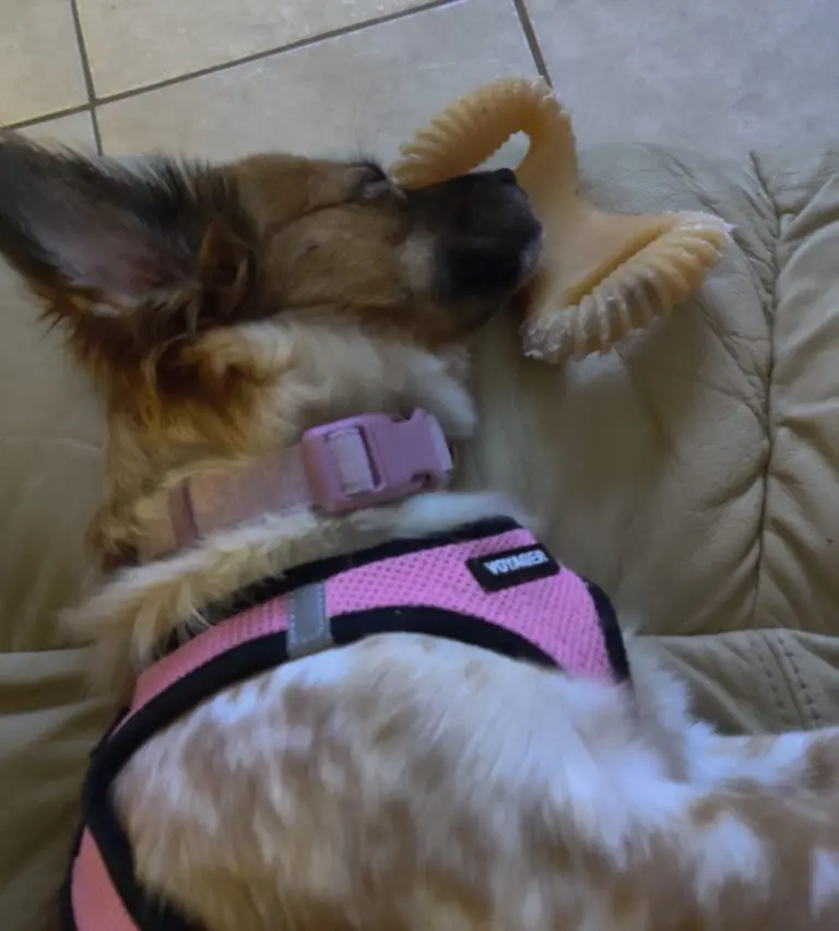 Kira The Dog sleeping next to chew toy