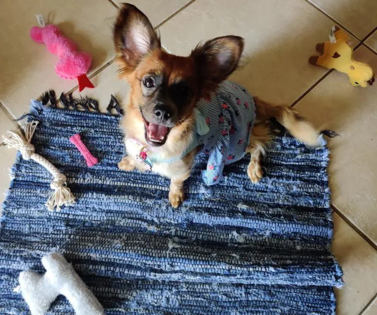 Kira The Dog sitting on blue carpet, surrounded by toys, and looking up